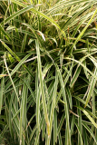 Carex dolichostachya 'Kaga-nishiki' RCP3-2014 189.JPG